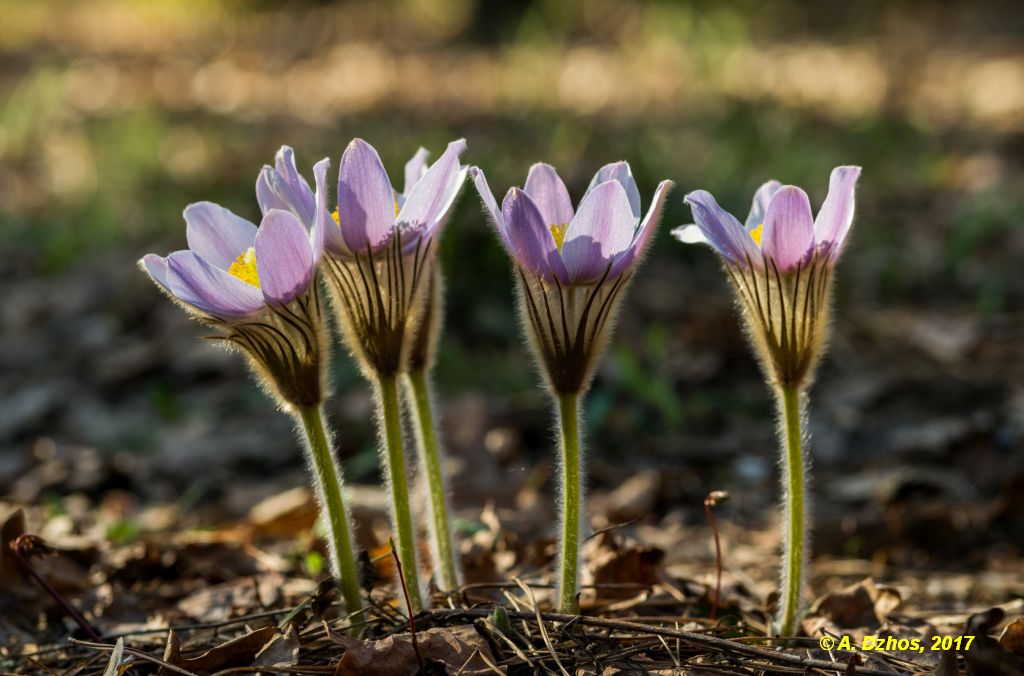 В Україні масово знищують первоцвіти: зривають квіти на продаж
